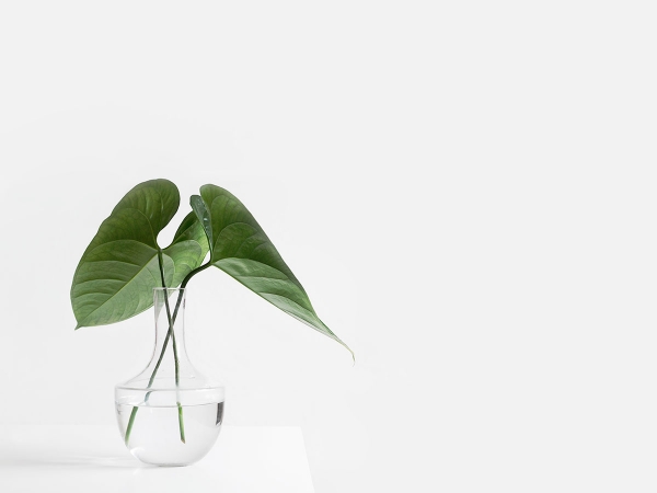 Monstera Green Leaves
