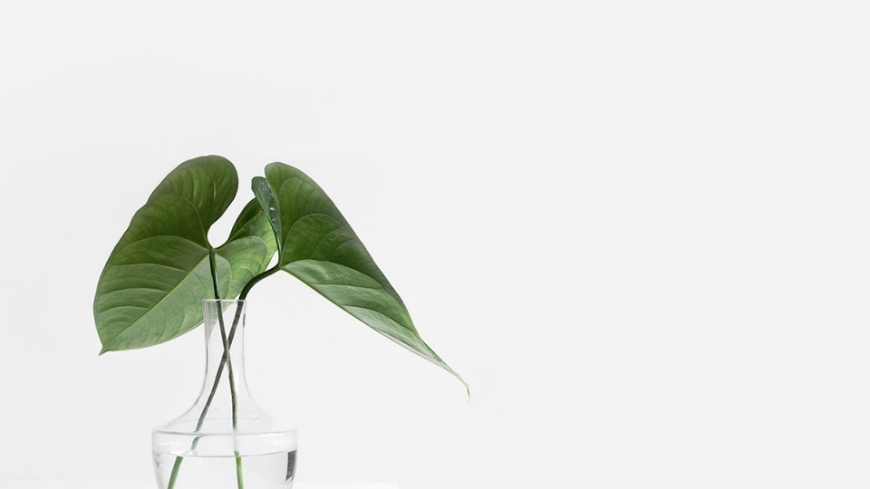 Monstera Green Leaves Monstera Green Leaves