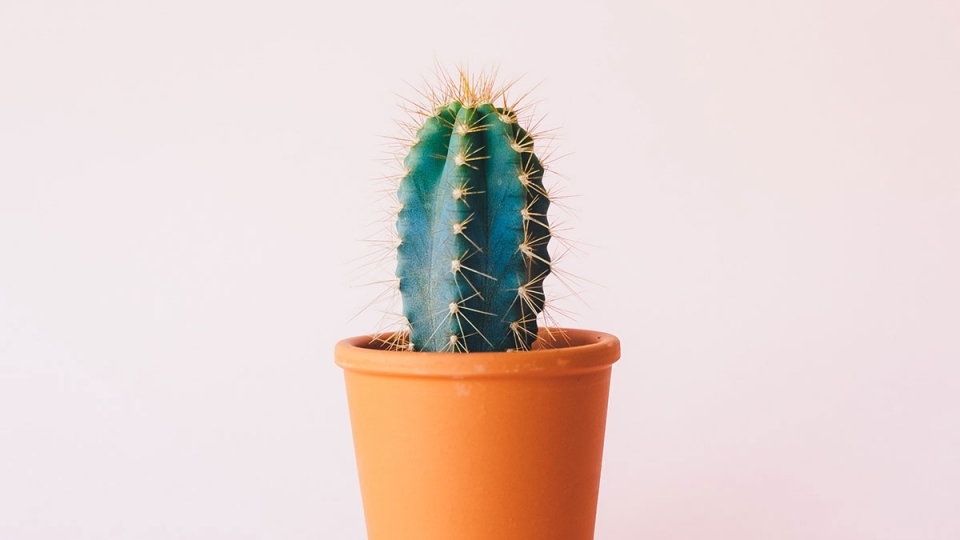 Cactus Houseplants Cactus Houseplants