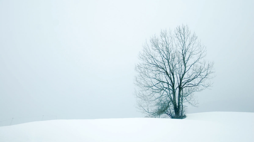 Lonely Snow Tree Lonely Snow Tree